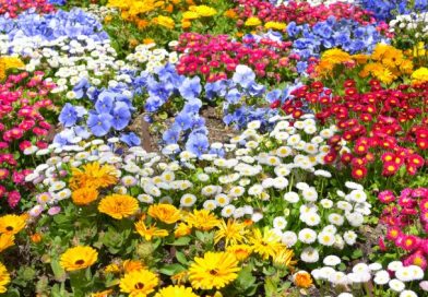 How to Start Your Green Thumb Life